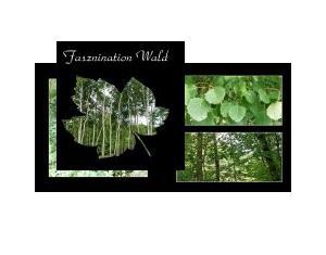 Faszination Wald